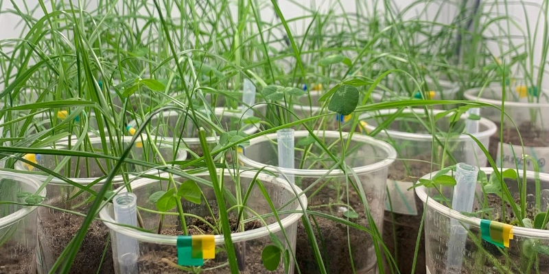 Better Together: do multi-species swards exhibit better ecosystem resilience? 