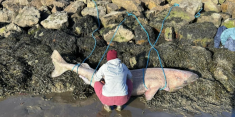 Research Focus: A stranding in Ireland sheds new light on the long, slow, ice-cold life of a deep -sea shark