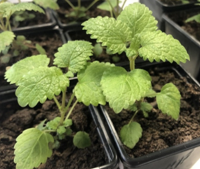 On the blog: UV effects on lemon balm plants