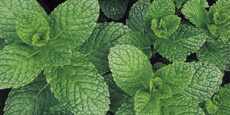 UV regulates plant architecture of in vitro-grown mint plants