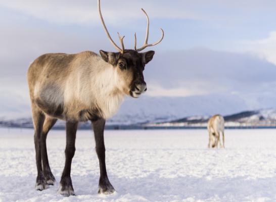 On the blog: Rudolf the red-nosed reindeer