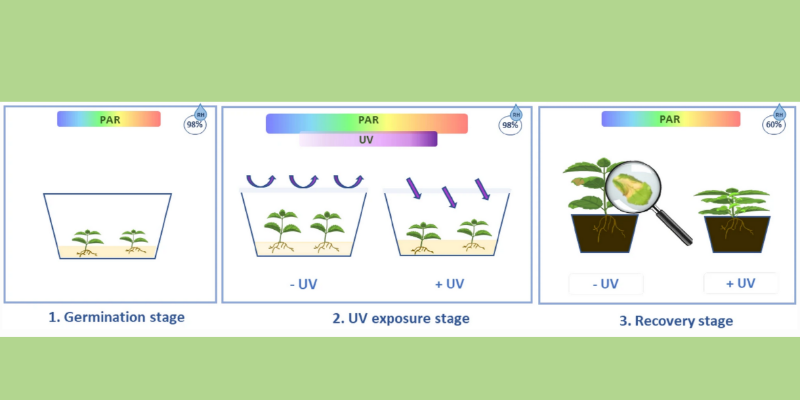 New paper: UV exposure makes plants more stress resistant
