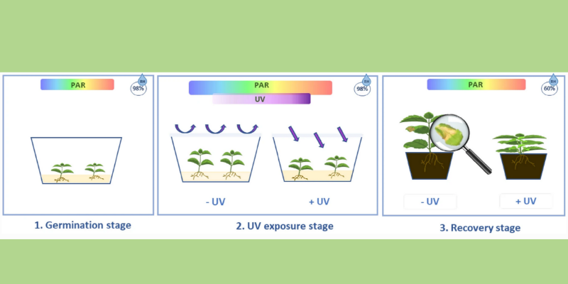 Figure from Crestani, G., Cunningham, N., Csepregi, K. et al. From stressor to protector, UV-induced abiotic stress resistance. Photochem Photobiol Sci (2023). https://doi.org/10.1007/s43630-023-00441-1