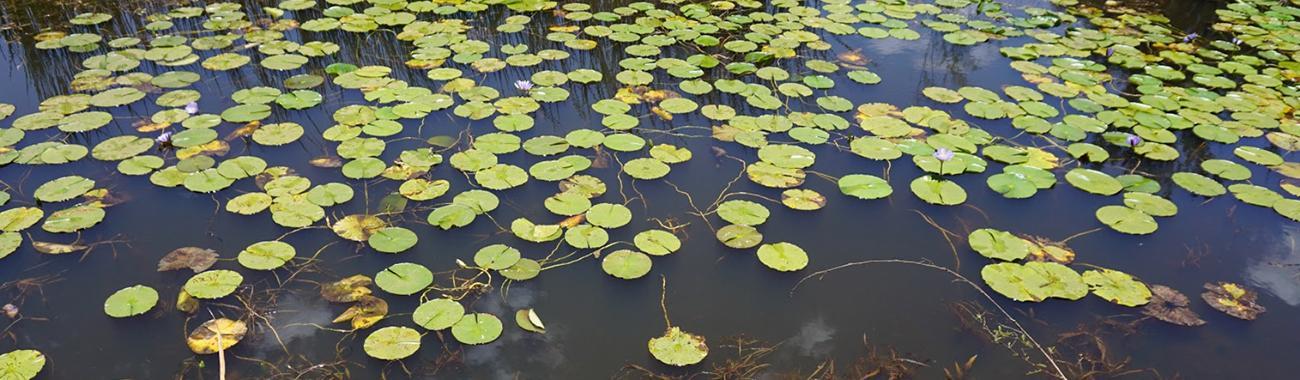 Lily pads on a pond.