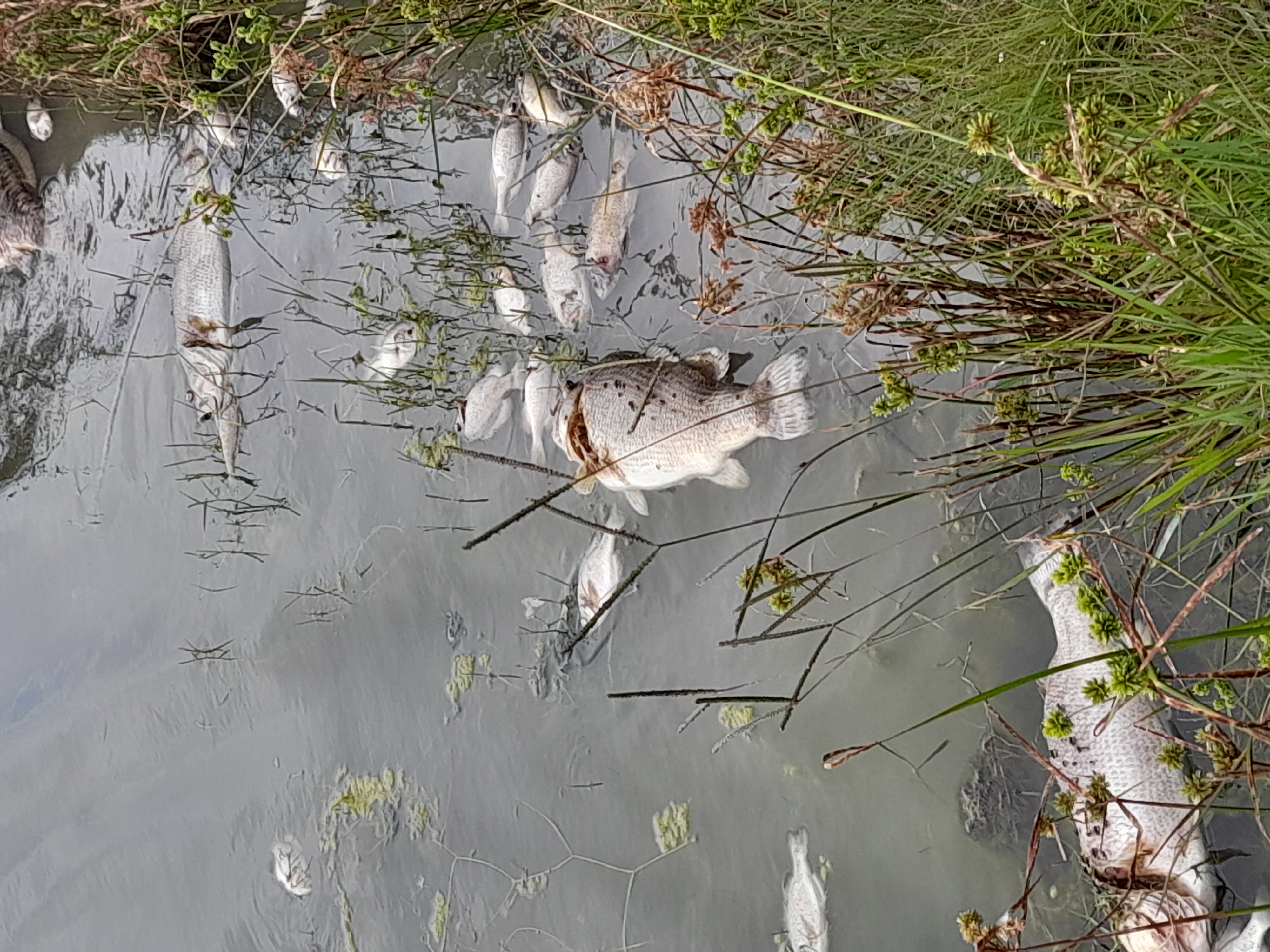 Dead carp along the edge of Maqalika Reservoir