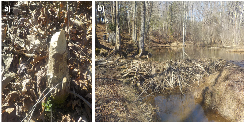 beaver activity and beaverdam