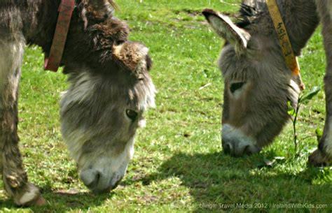 UCC Animal Welfare Donkey Sanctuary Trip...22nd March