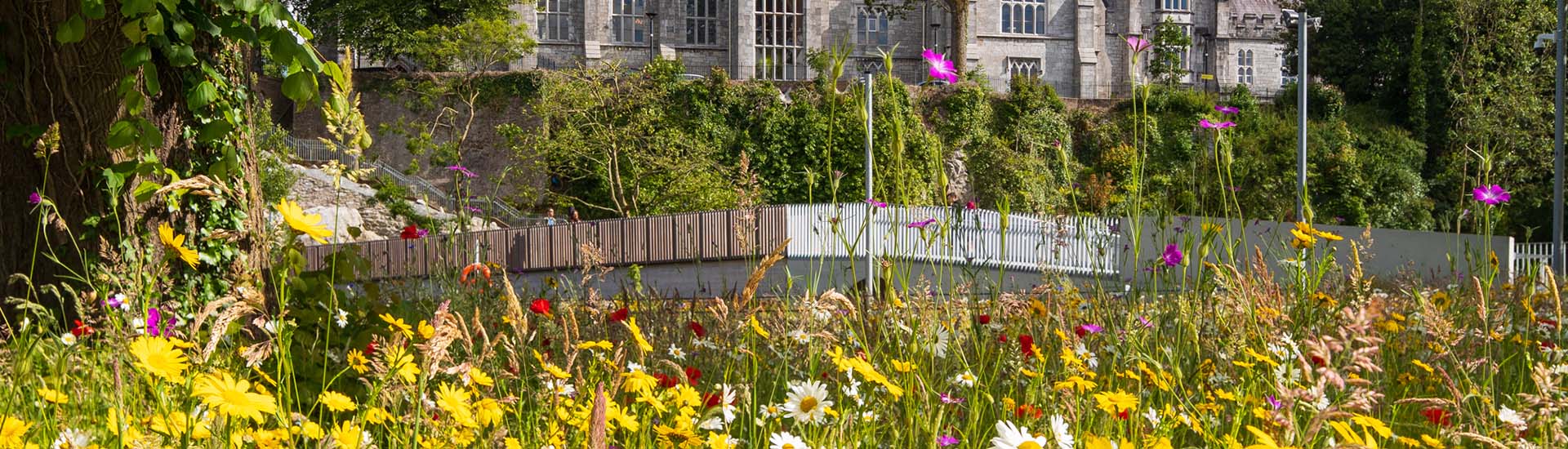 Wildflower meadow in bloom, lower grounds of UCC, in the summer