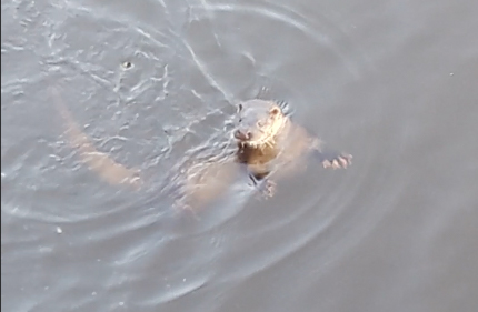 Great hunting skills displayed by one of Corks resident otters