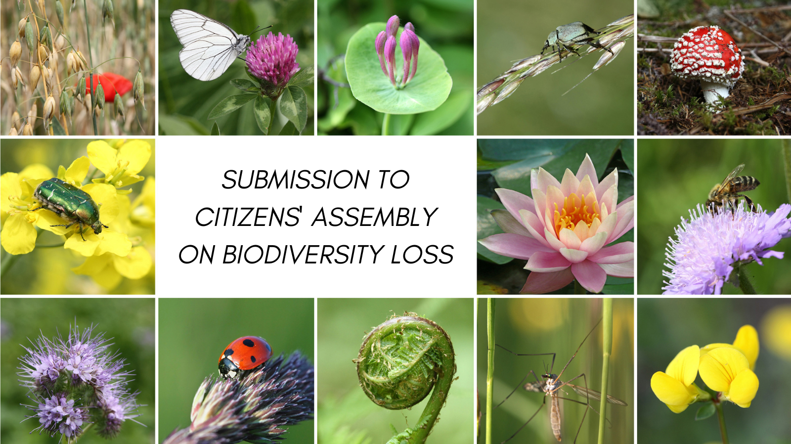 Submission to the Citizens’ Assembly on Biodiversity Loss