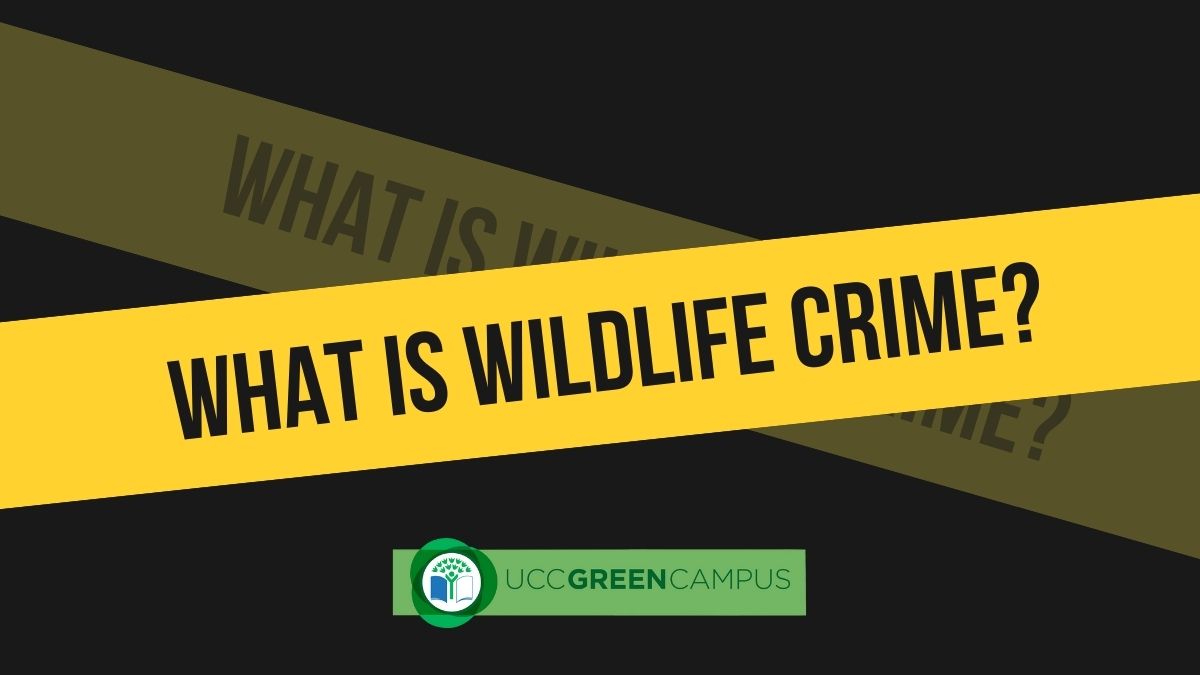 What is Wildlife Crime and What Can We Do About It In Ireland?