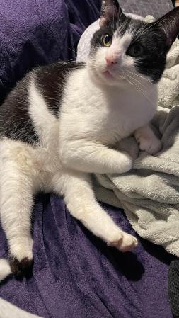 a photo of a black and white cat named Oliver.  Oliver has 3 legs and is lying a blanket.