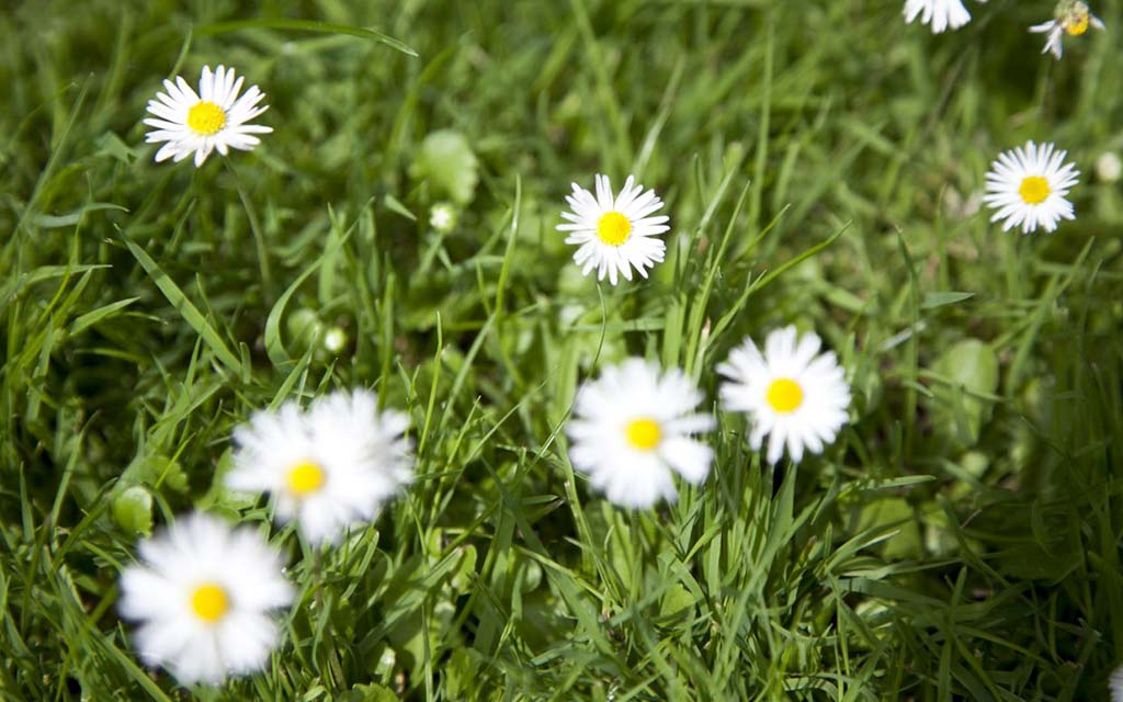 Daisy flowers growing in grass