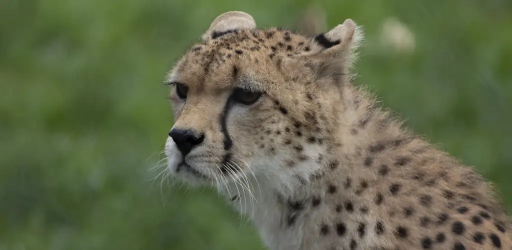 Cheetah in Fota Wildlife park