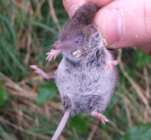 New mammal species for Ireland discovered in Barn Owl pellets