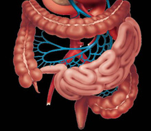 Living with Irritable Bowel Syndrome (IBS) - Open Day at UCC
