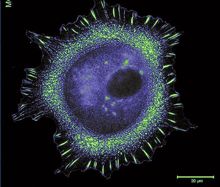 Cell Biology and Cell Signalling at UCC