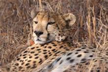 Conservation of the cheetah