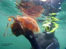 Tagging Ireland’s most venomous jellyfish