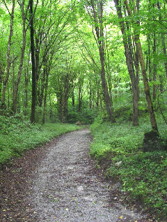 Build a Walking Trail for your Community